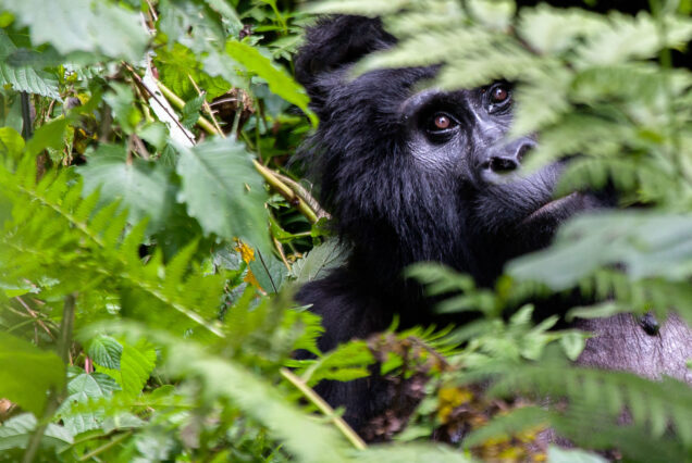 Rwanda: Gorilla & Highlands Experience